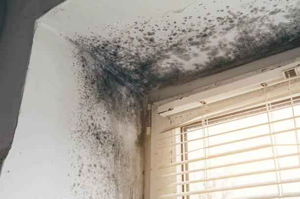 Affordable Hvac And Air Duct Mold Remediation solutions in Aurora, MN